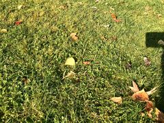 -北海道厅旧本厅舍(旧本庁舎)