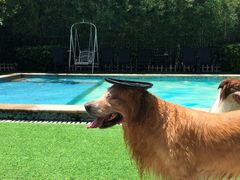 -汪说喵讲宠物乐园宠物酒店(红星美凯龙店)