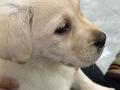 -贝康宠物医院·犬猫全科·小动物特色诊疗中心(东环路店)