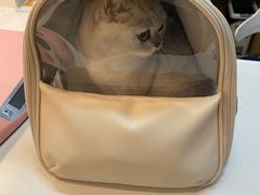 -御宝贝·A梦猫科宠物医院(国际猫友好医院)