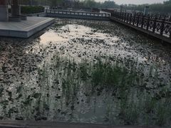 -红莲湖