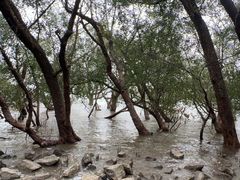 -宝安西湾红树林湿地公园