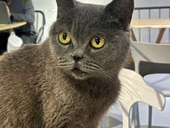 -豆逗聊愈猫阁Easy Life