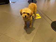 -茶颜悦色(环球奥特莱斯店)