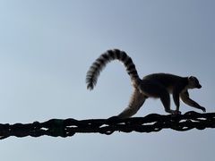 -上海野生动物园