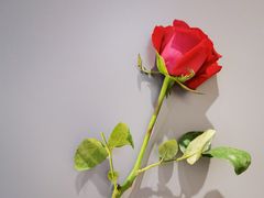 -国芳中心