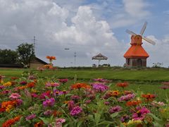 -杭州湾海上花田景区