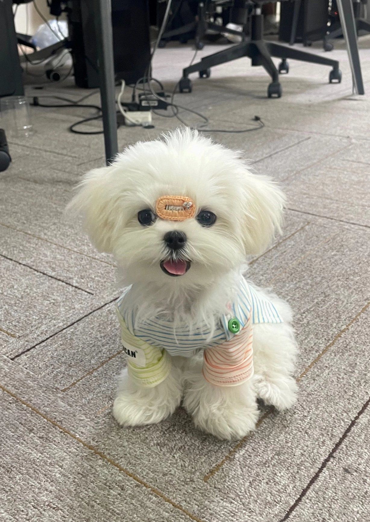 n
尤其是小型犬,加上一点小饰品和衣服很漂亮