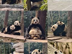 -中国大熊猫保护研究中心雅安碧峰峡基地