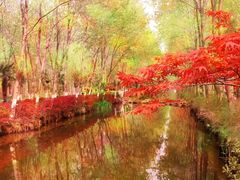 -合肥滨湖国家森林公园