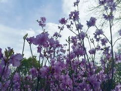 -黑龙江省森林植物园