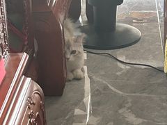 -猫大福·Fortune Cat猫舍(百子湾店)