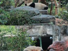 -成都大熊猫繁育研究基地