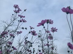 -紫海香堤香草艺术庄园