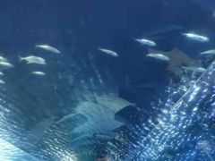 -海棠湾洲际-涛·海底餐厅·美人鱼·自助餐·海底隧道