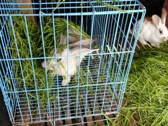 -明珠湖天鹅苑·农家菜馆