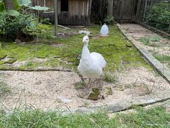 -深圳野生动物园