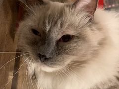 -Cappucimeow猫咪咖啡馆(韦伯时代店)