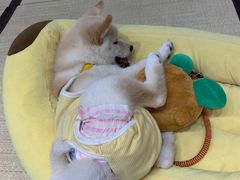 -逗柴咖啡屋·狗咖猫咖宠物桌游