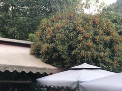 -阿巧茶庄