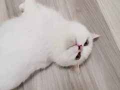-柚子猫舍·精品猫舍购猫·猫咪认养·购宠·宠物店