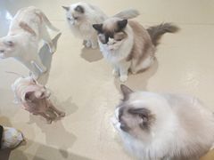 -藏猫猫咖啡主题馆(中央大道店)