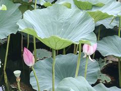 -长春市南湖公园