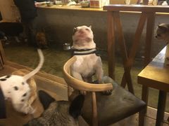 -萌喵宠狗爱心宠咖