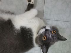 -御宝贝·A梦猫科宠物医院(国际猫友好医院)