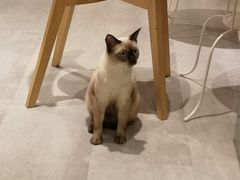-猫儿山۰猫主题餐厅
