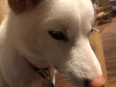 -柴务处·柴犬主题狗咖