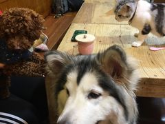 -李小姐の猫咖啡馆(五角场店)