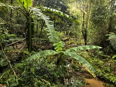 -海南热带雨林国家公园吊罗山景区