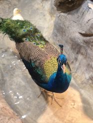 -Zoolung Zoolung动物主题公园(海信广场店)