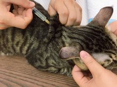 -可蒙动物医院·猫科·骨科中心(首义路店)