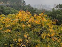 -金鸡山公园