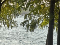 -贡湖湾湿地公园