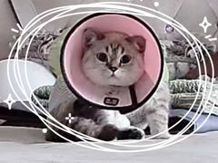 -联合动物医院(光谷诊疗中心)