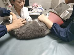-谐和益家动物医院·免疫绝育·血液透析·宠保定点医院(高新伊藤分院)