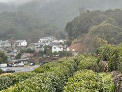 -龙井村