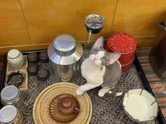 -山宅一喵德文卷毛猫舍