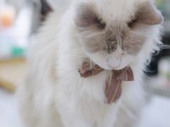 -共舞时光猫咖·狗咖(新街口店)