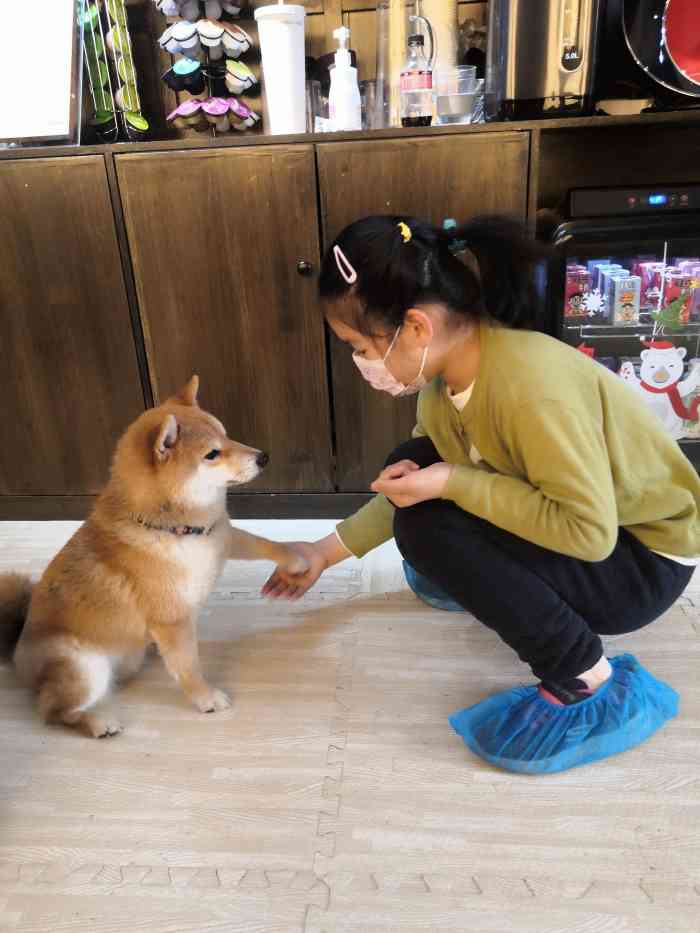 豆柴院子柴犬主题咖啡馆(鼓楼店"进门之后是一个很精致的小房间,放