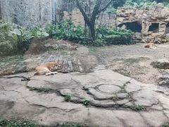 -广州长隆野生动物世界