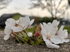 -高东镇樱花园