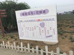 -曲江薰衣草庄园