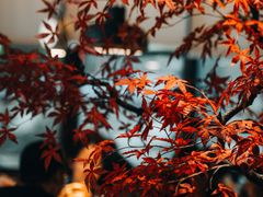 -禾珍珠家常小馆(河南博物院店)