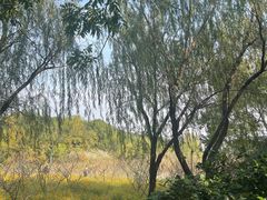 -上海吴淞炮台湾国家湿地公园