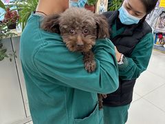 -利又安动物医院··老年病·猫科犬科·中兽医