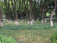 -江心屿景区